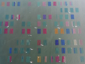 Ariake Bay Japan - Luftaufnahme von Anbauflächen von Nori-Blätter